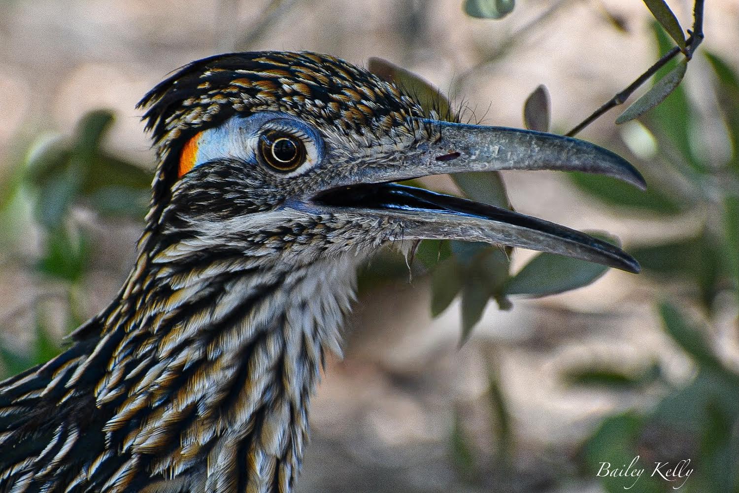 A close up of a roadrunner's face