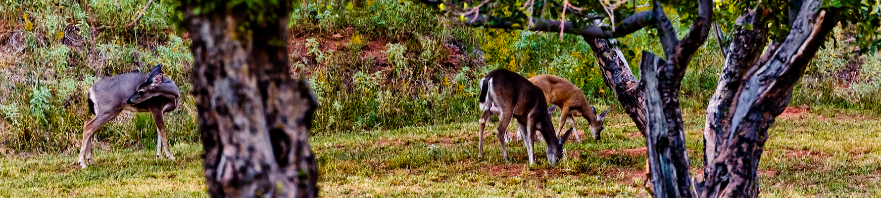 Coues whitetail deer on the grounds at Slide Rock State Park