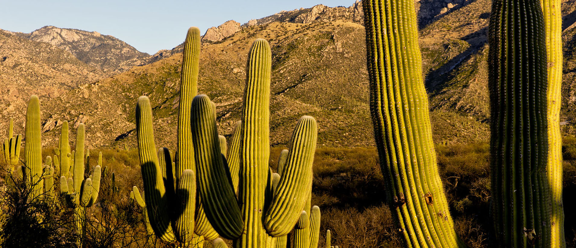 Rolling desert covered by saguaro cactus