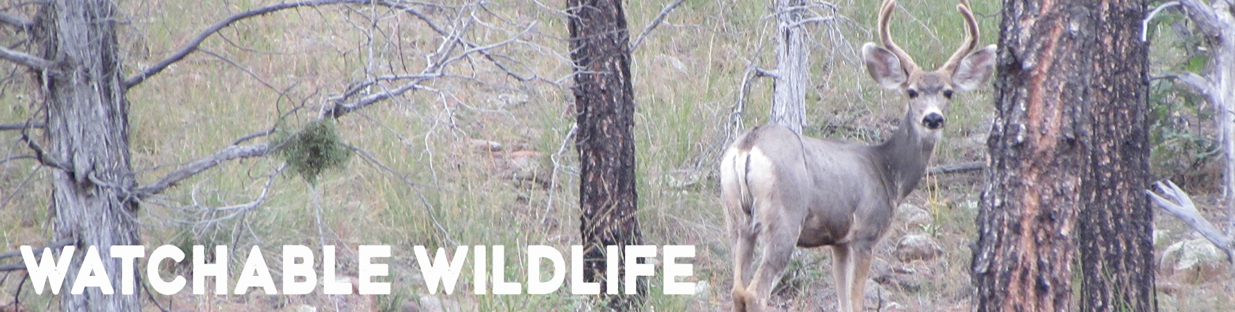 A young mule deer buck stands amid the pine trees and pale green forest grasses looking back at the photographer.