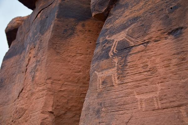 Rock art known as petroglyphs of animals on a red stone at Lyman Lake State Park