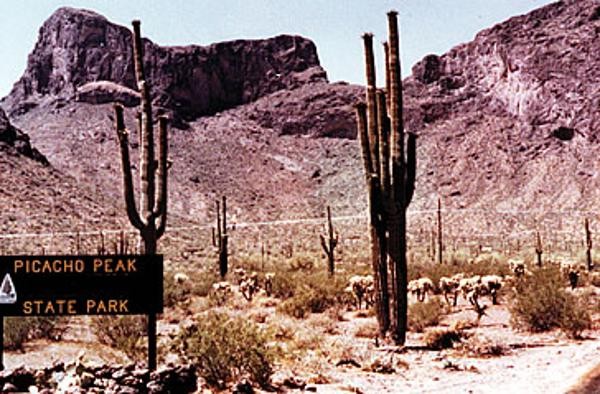 A historic photo of saguaros at Picacho Peak State Park