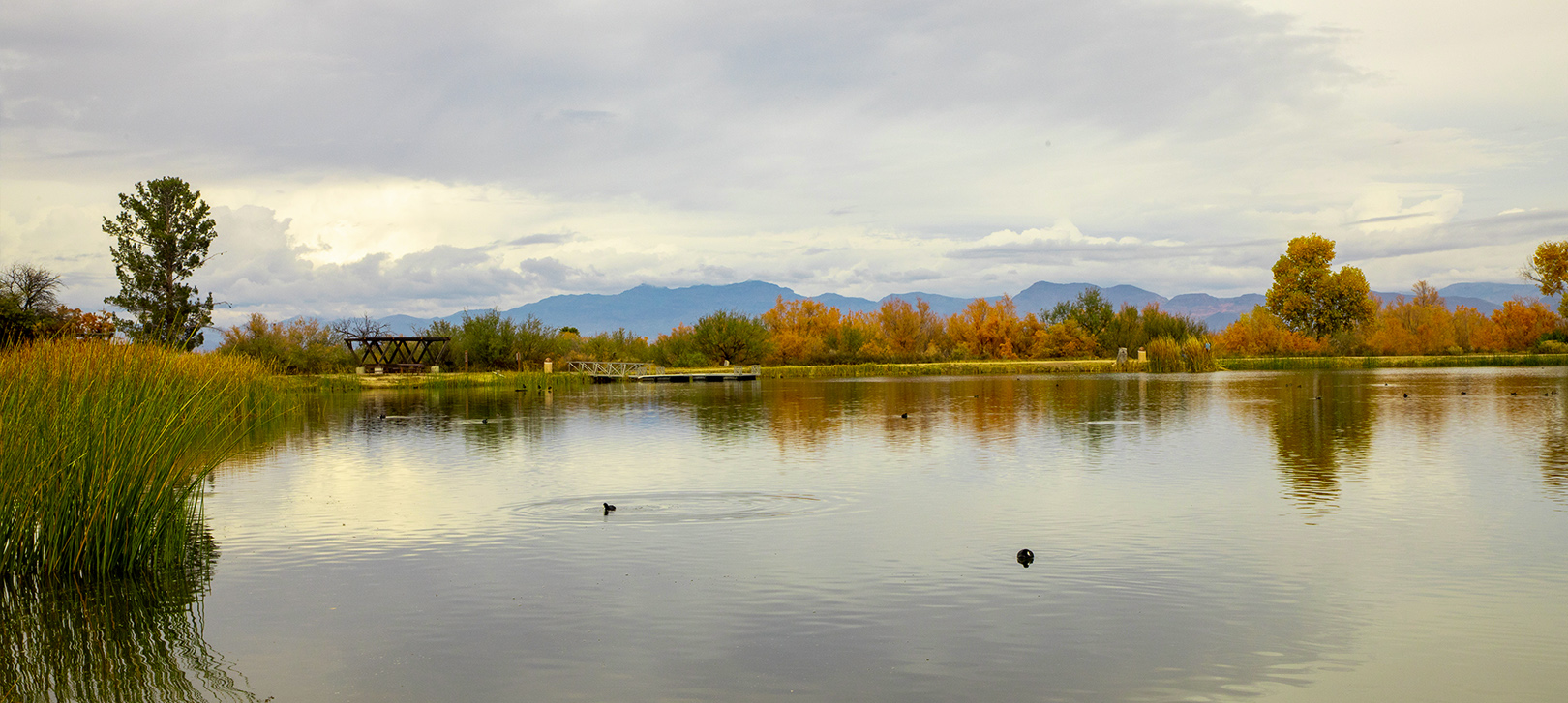 Fall leaves surround the lake at Dankworth Pond
