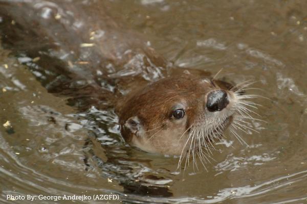 Arizona River Otter at Dead Horse Ranch State Park