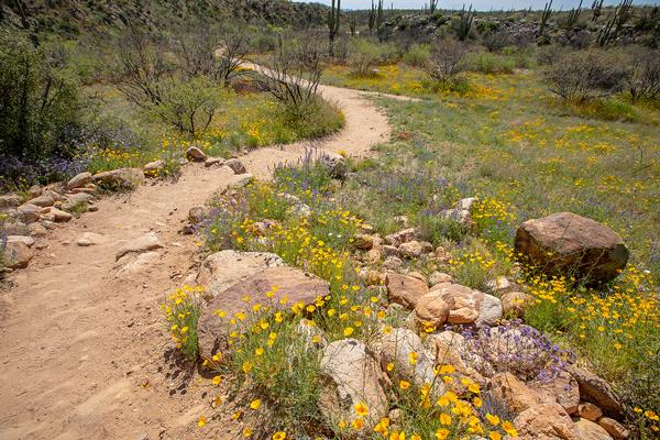 Mountain bike trails at Catalina State Park