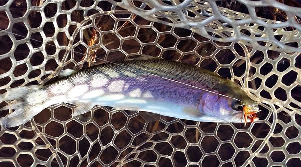 Rainbow Trout in a net