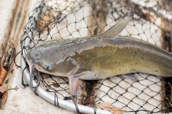 Dead Horse Ranch Channel catfish