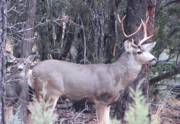 Arizona White Mountains Mule Deer buck and doe amid thick forest vegetation