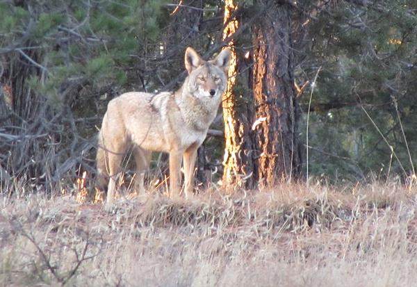 White Mountains Arizona Coyote on the edge of a high country meadow lined with pine trees 