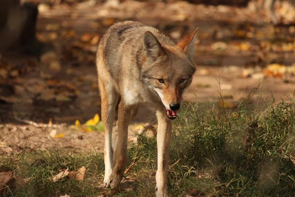 Arizona Wildlife Coyote hunting for a morning meal near creek