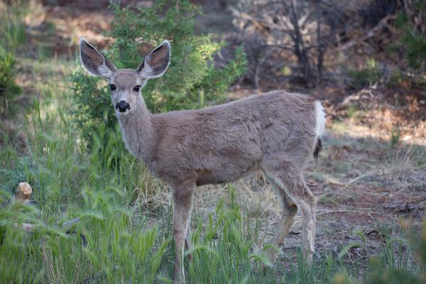 Arizona Wildlife Young mule deer listening in shadows