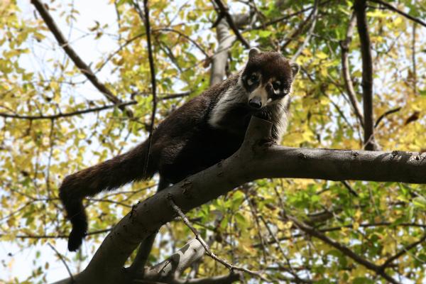 Arizona Wildlife Coatimundi looking down from tree at park visitors