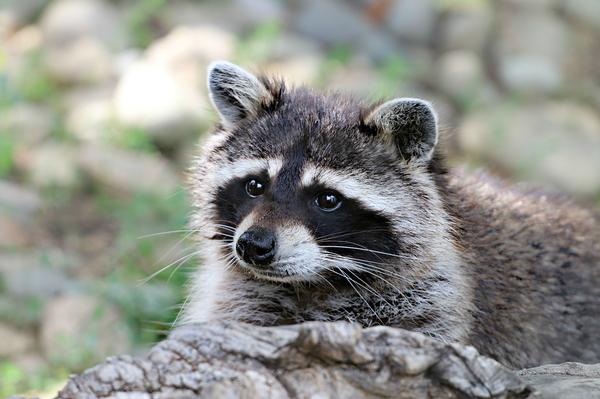 Arizona Wildlife Curious raccoon perched on log