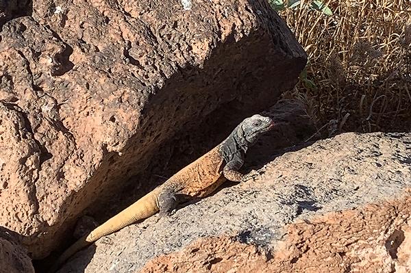 Arizona Wildlife Chuchwalla