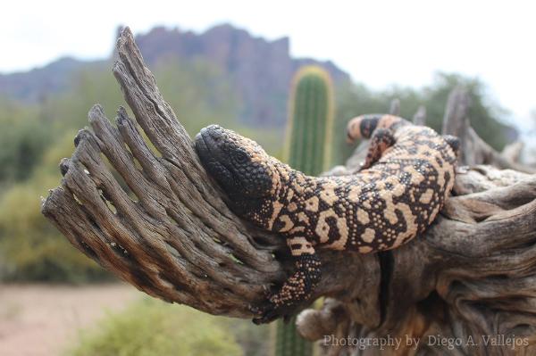 Arizona Wildlife- Gila Monster