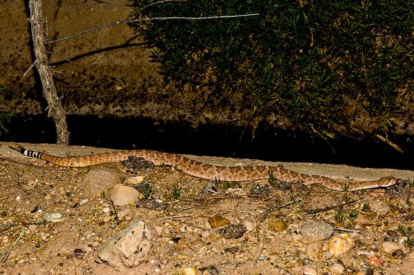 Western Diamondback Rattlesnake