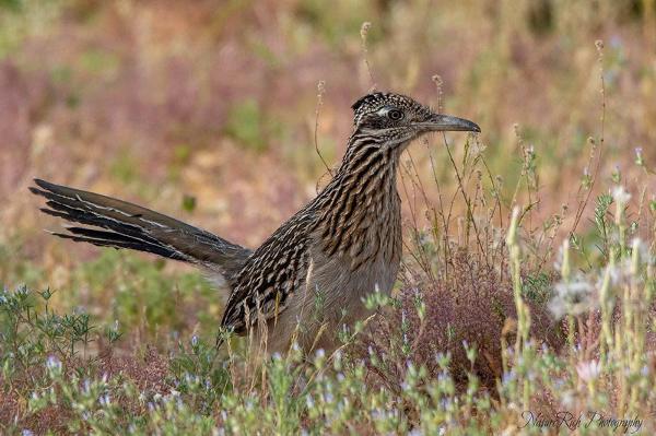 Arizona Wildlife- Greater Roadrunner