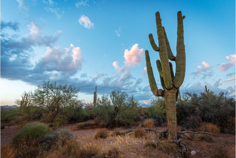 A saguaro cactus stands on a hill under a blue sky with puffy clouds.