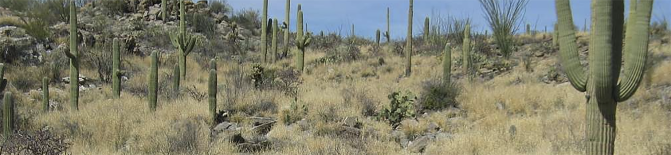 Saguaro cactuses on a hill surrounded by brown grassy vegetation.