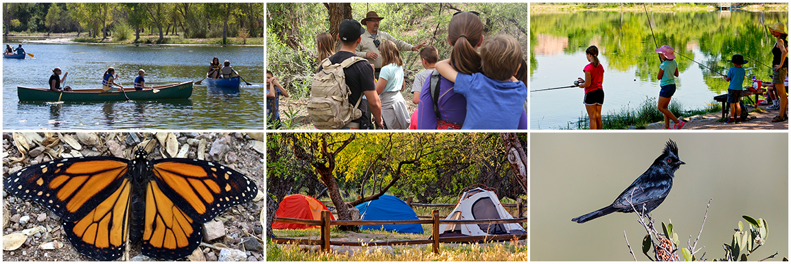 Arizona family campout activities like fishing and kayaking plus a monarch butterfly and phainopepla.