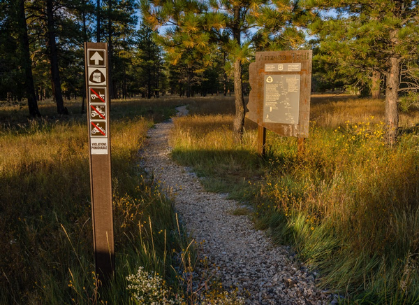 A section of the Arizona National Scenic Trail meandering through a pine forest.