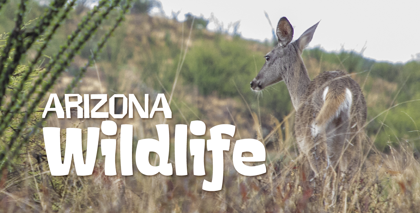 Wildlife in Arizona